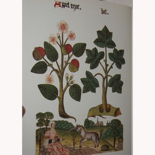 Flowers and Trees of Tudor England