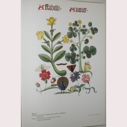 Flowers and Trees of Tudor England