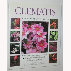 Clematis
