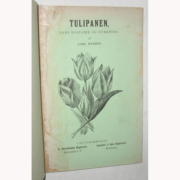 Tulipanen dens historie og dyrkning