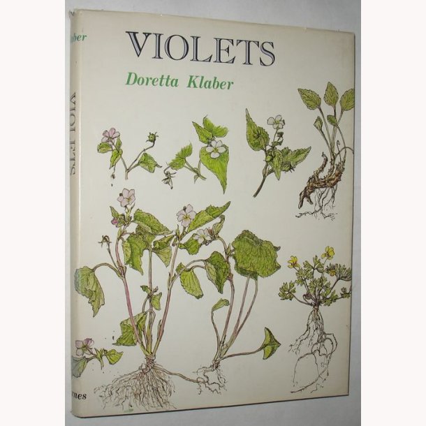 Violets of the United States