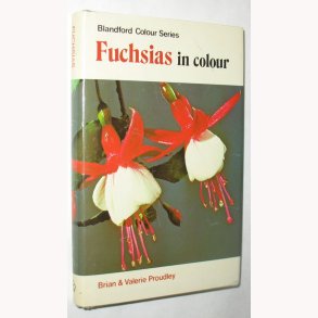Fuchsias in colour