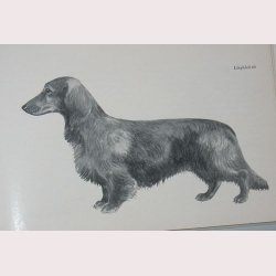 Taxen en rasmonografi