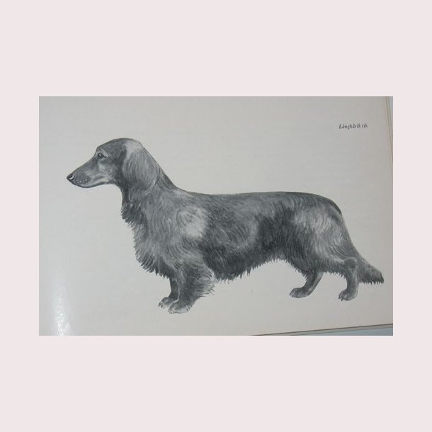 Taxen en rasmonografi