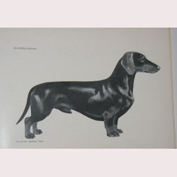 Taxen en rasmonografi