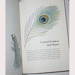 Feathers plain and fancy