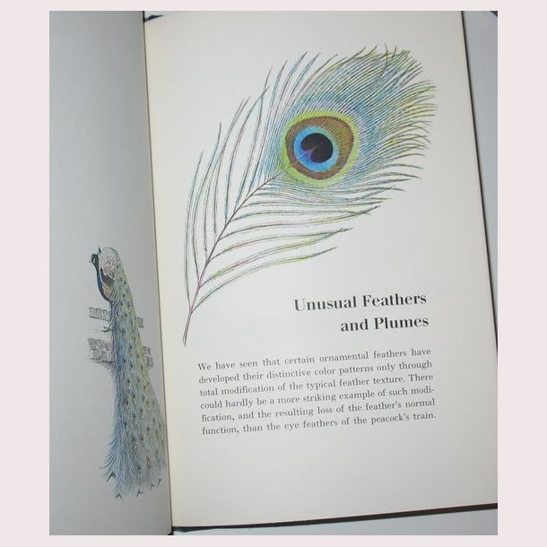 Feathers plain and fancy