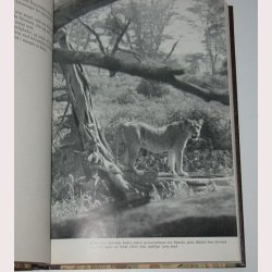 P safari ved Kilimanjaro