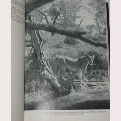 P safari ved Kilimanjaro