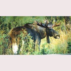 De vilda djurens rike