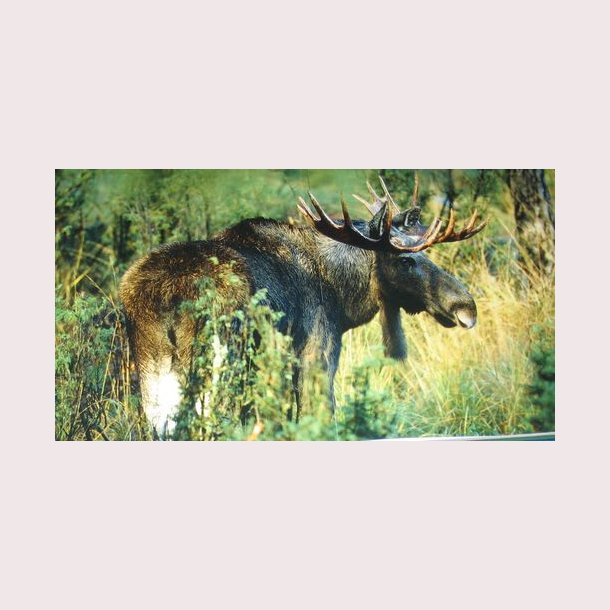 De vilda djurens rike