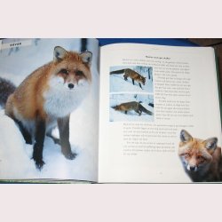 De vilda djurens rike