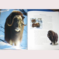 De vilda djurens rike