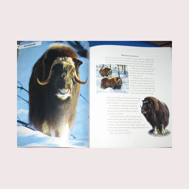 De vilda djurens rike