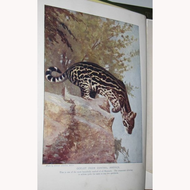 The Living Animals of the World