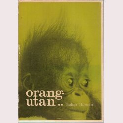 Orangutan
