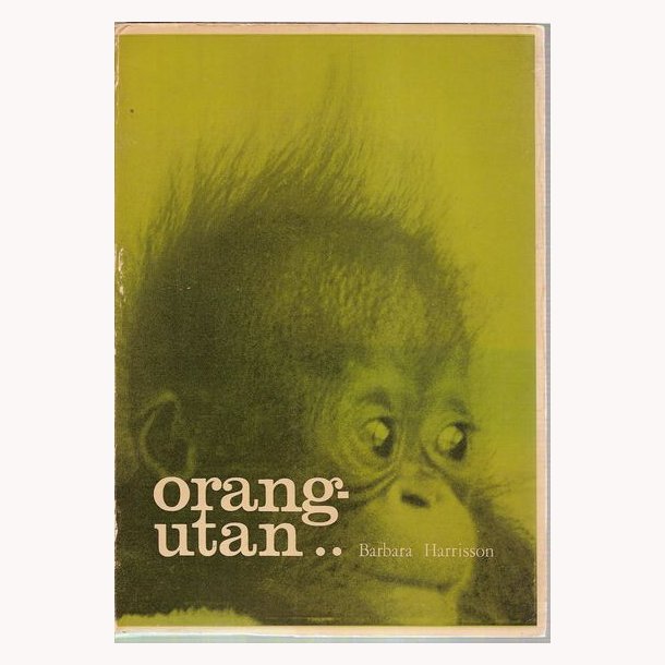 Orangutan