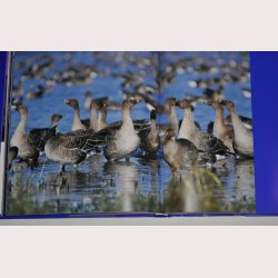 Kr&oacute;lestwo dzikich Gesi