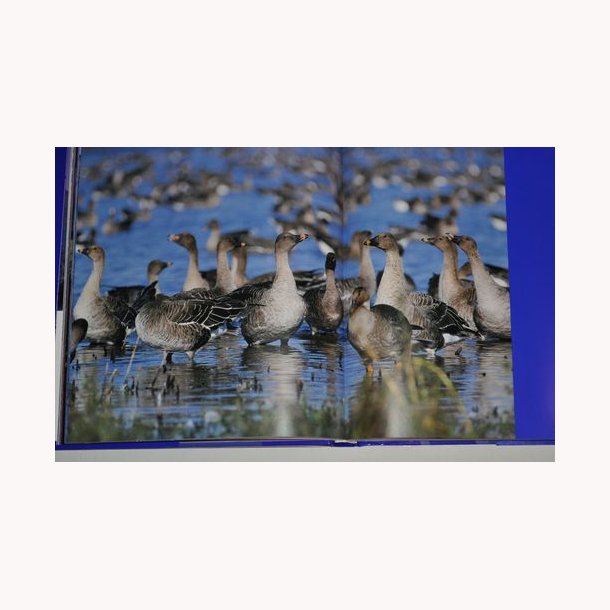 Kr&oacute;lestwo dzikich Gesi