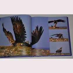 Kr&oacute;lestwo dzikich Gesi