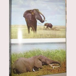 Nsehorn tilhrer alle mennesker