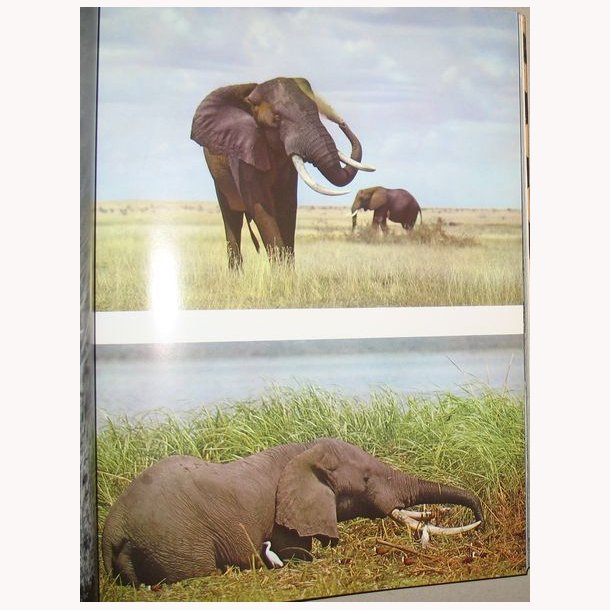 Nsehorn tilhrer alle mennesker