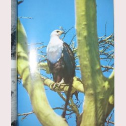 Nsehorn tilhrer alle mennesker