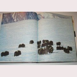 Hvide Horisonter - verdens strste nationalpark