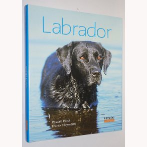 Labrador
